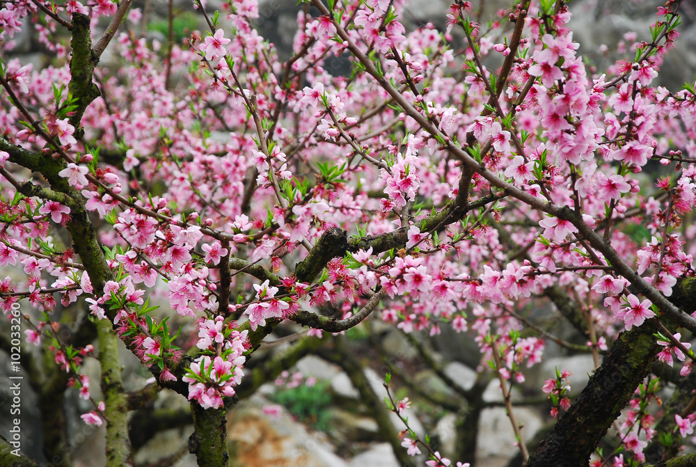 Beautiful blooming peach flower in spring Beautiful blooming peach flower in spring