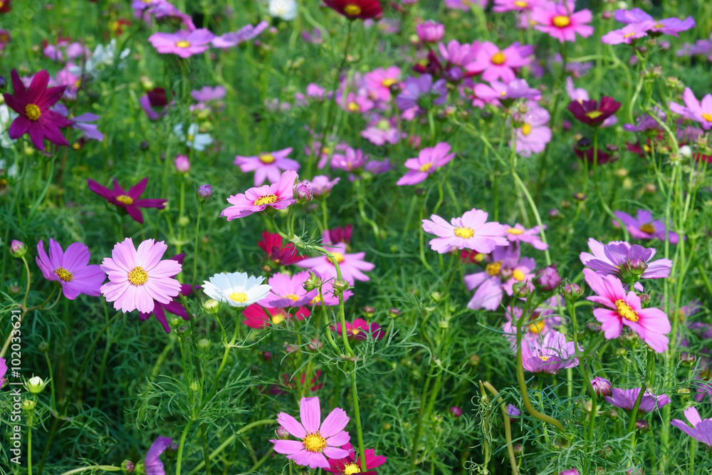 cosmos field.