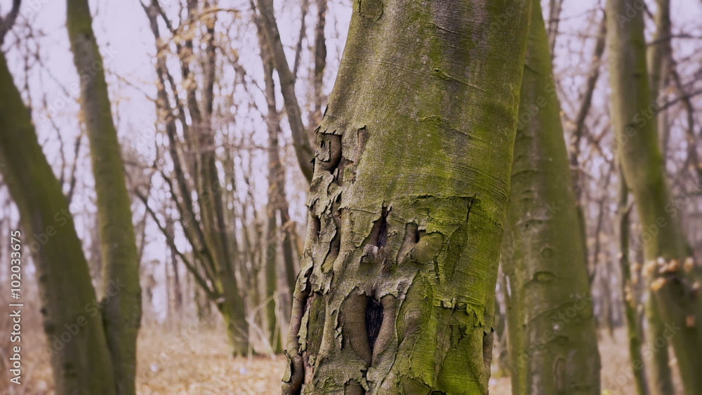 Interesting tree in the forest. Close-up Interesting tree in the forest. Close-up