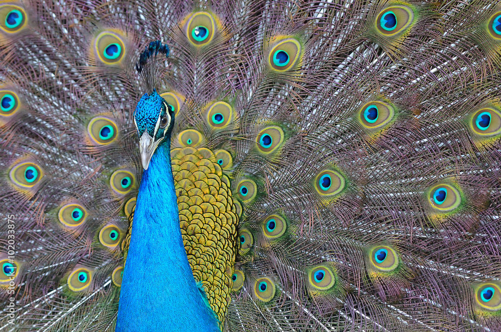 Obraz premium Portrait of beautiful peacock with feathers out..