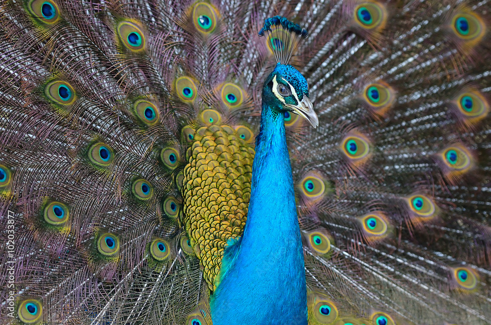 Obraz premium Portrait of beautiful peacock with feathers out..
