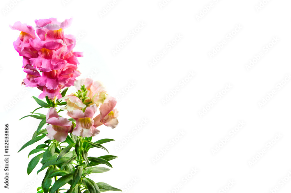 Isolated Snapdragon flower on the white background