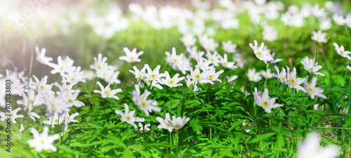 Anemone sylvestris in spring forest