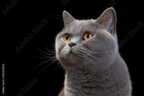 Portrait of a grey cat on black background.