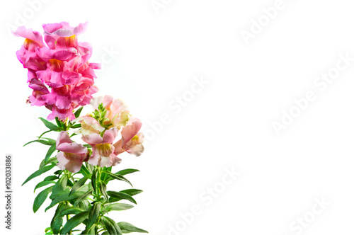 Isolated Snapdragon flower on the white background