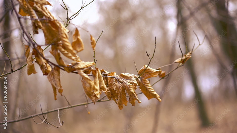 macro photo of a fallen leaves in autumn forest, shallow dof macro photo of a fallen leaves in autumn forest, shallow dof