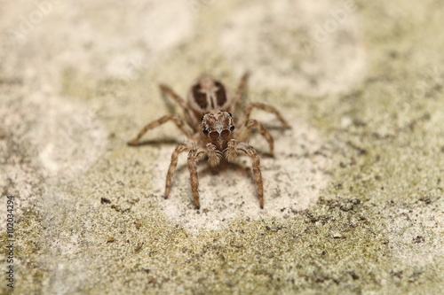 Thai jump spider