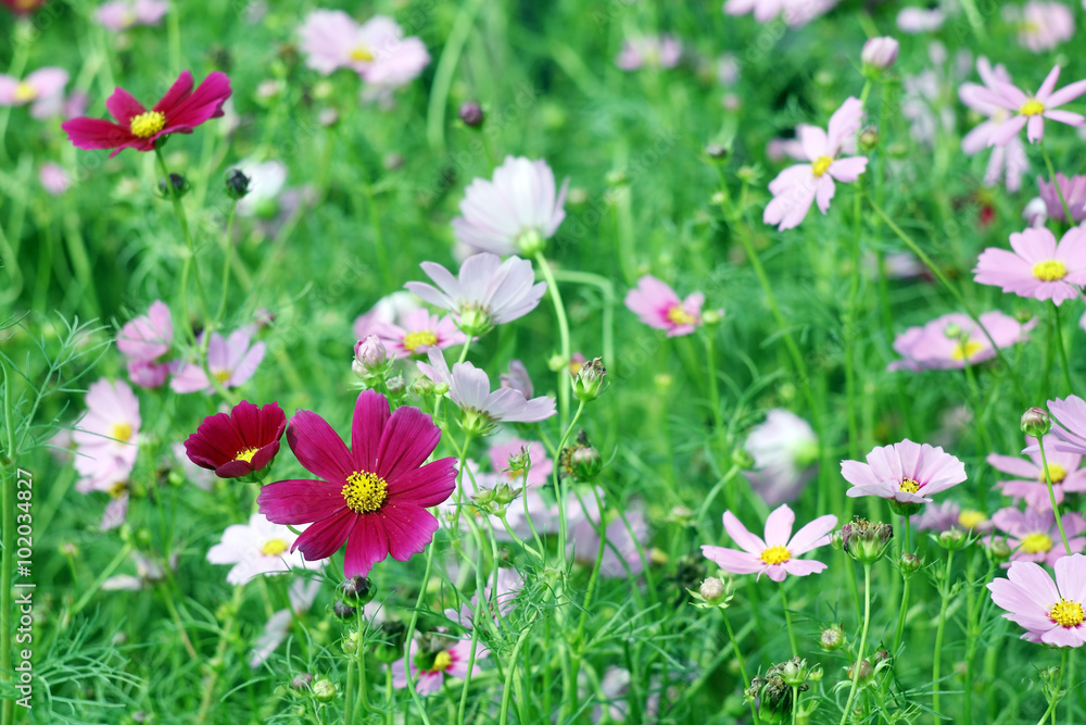 cosmos flower.