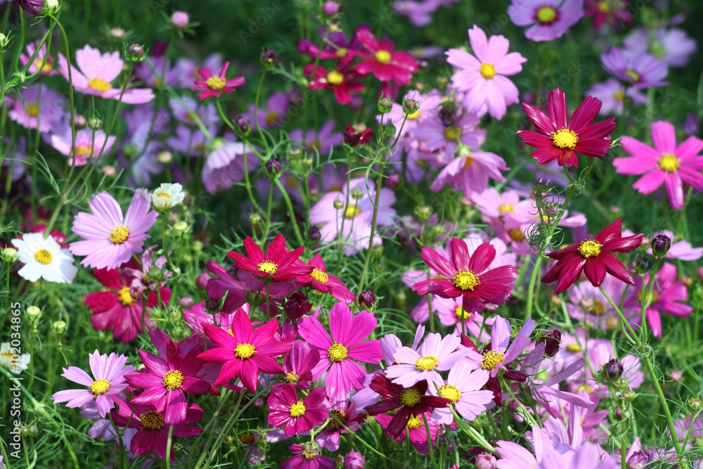 Fototapeta premium cosmos flower.