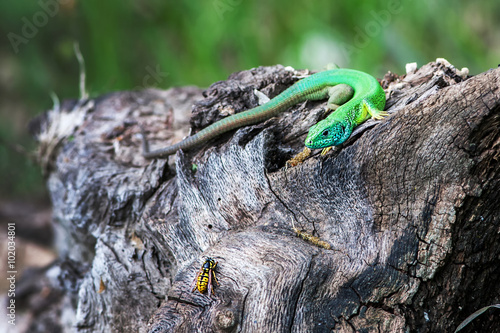 Lizard hunts insect photo