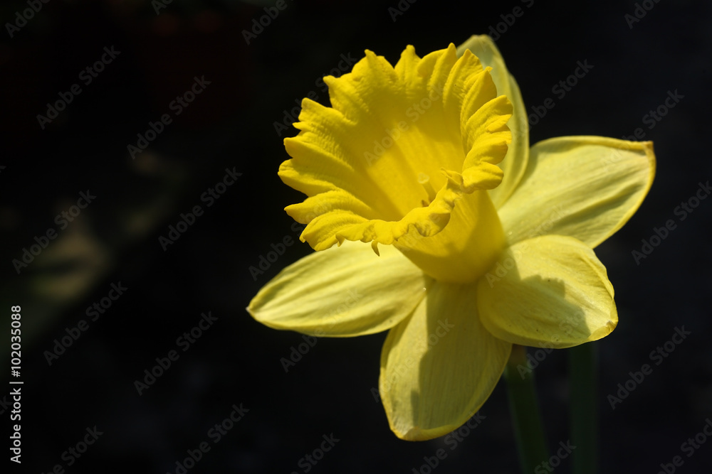 yellow narcissus flower with black background. yellow narcissus flower with black background.