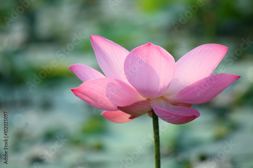 lotus flower blooming in pond.