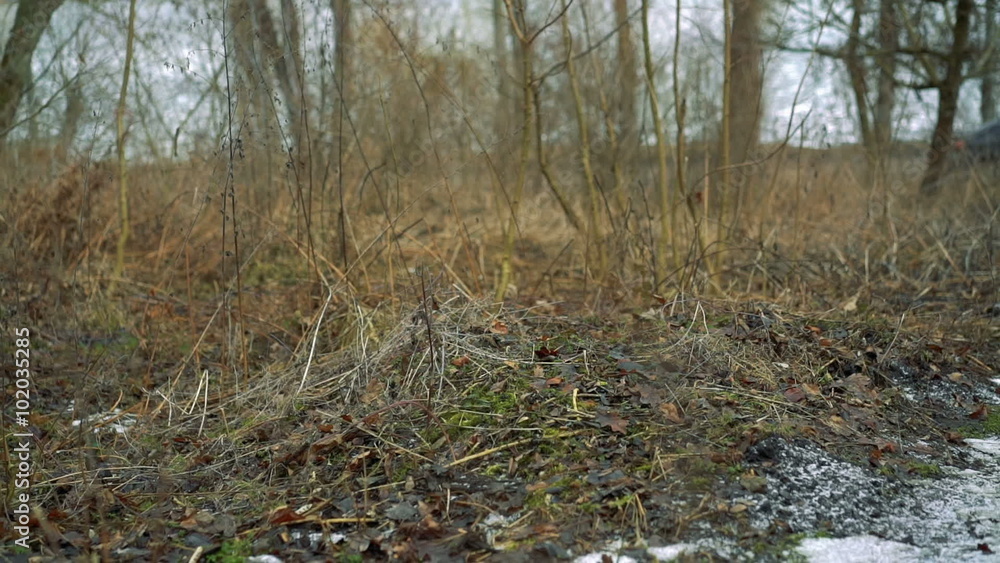Yellowed rotten leaves in the forest without snow Yellowed rotten leaves in the forest without snow