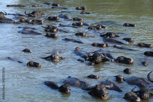 buffalo swiming in a river.