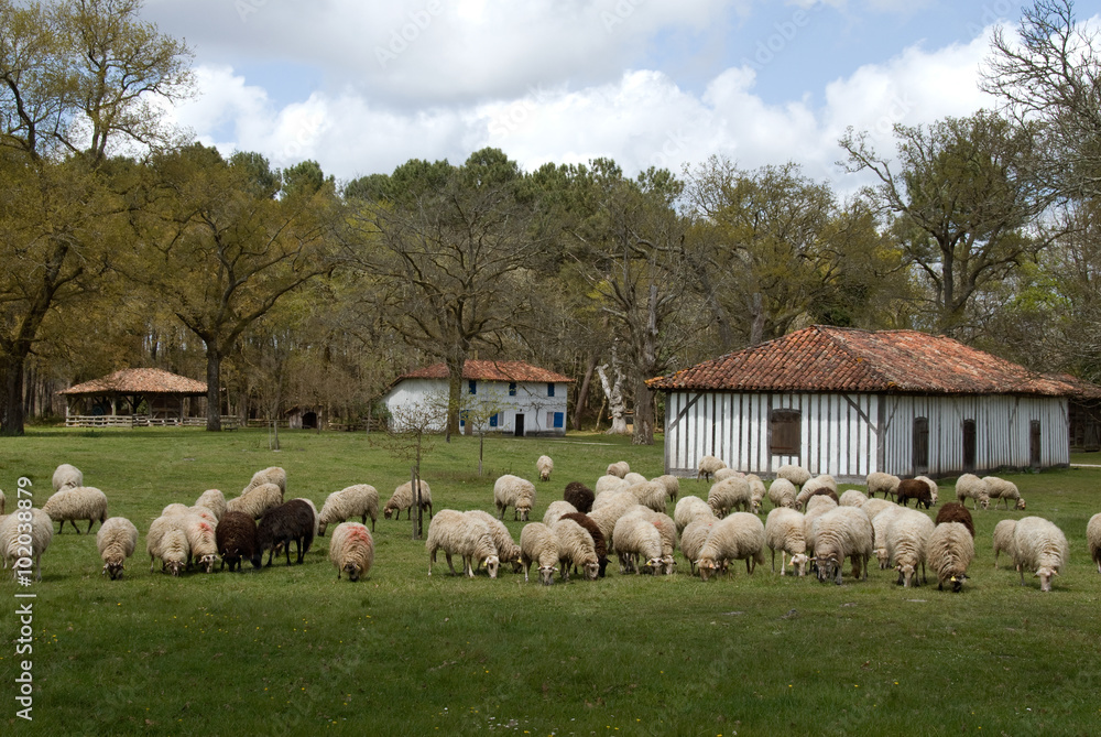 Fototapeta premium Mouton, race Landais, ferme Landaise; Parc naturel régional des Landes de Gascogne, 40