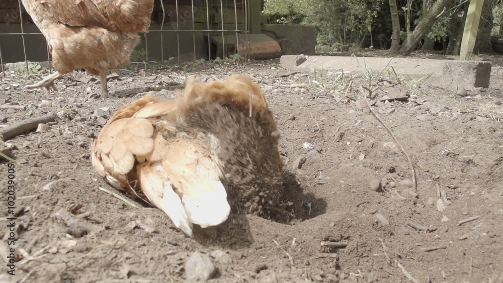 Slow-motion shot of free range chickens in a stackyard having a dirt bath. The Slow-motion shot of free range chickens in a stackyard having a dirt bath. The