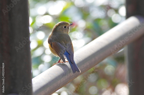 Tarsiger cyanurus aｔ park in the morning photo