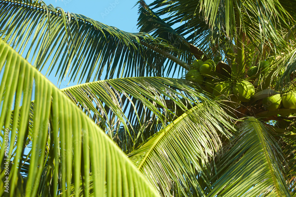 Fototapeta premium palms