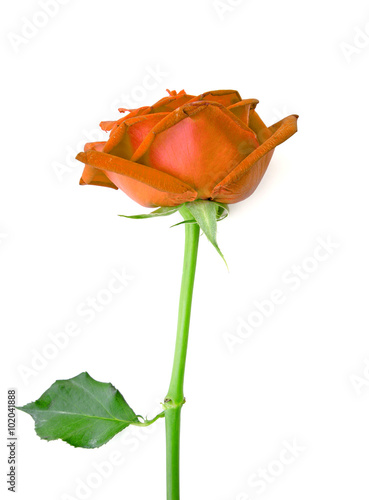 Orange rose isolated on white background.