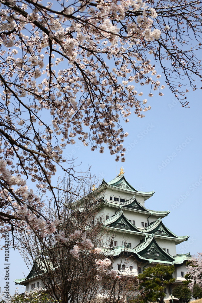 青空と満開の桜と名古屋城天守閣
青空と満開の桜と名古屋城天守閣