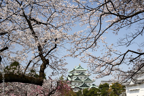 青空と満開の桜と名古屋城天守閣
