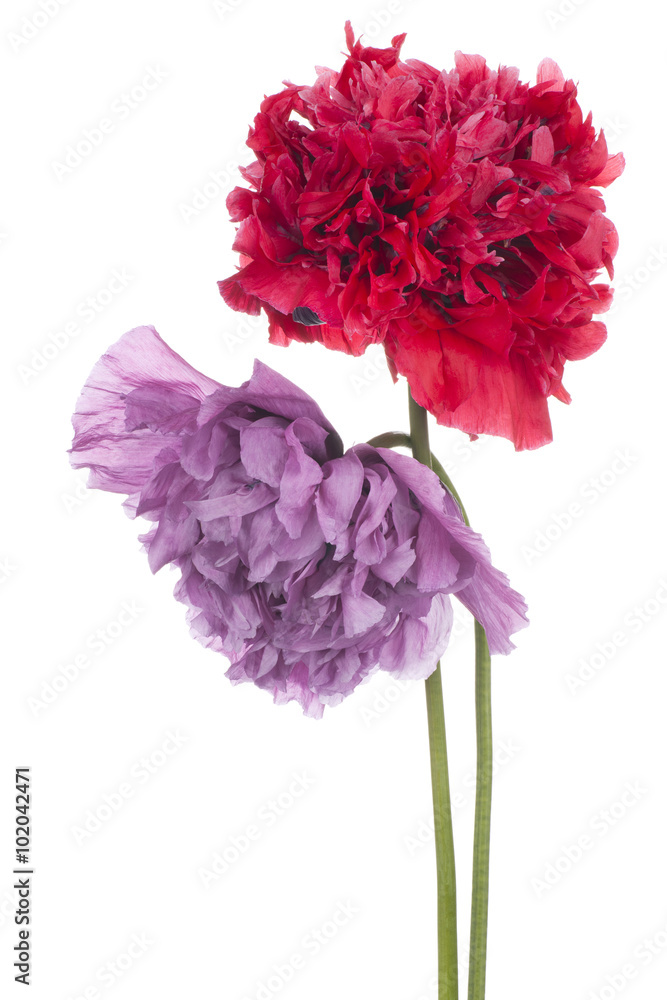 Naklejka premium poppy