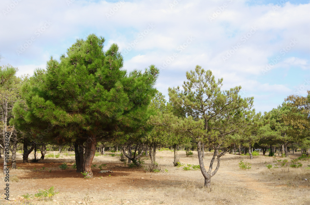 crimean cedar and pines in park crimean cedar and pines in park