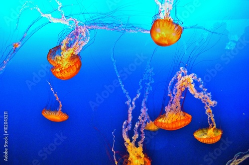 Vivid Colored Jellyfish