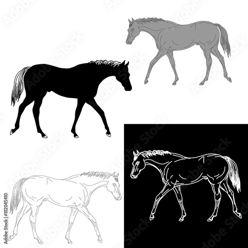 set of four horse silhouette isolated 
