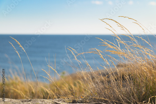 Island coastline against Baltic Sea horizon. Focus on grasses in the foreground. Landsort, Stockholm southern archipelago.