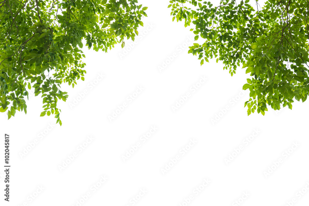 green leaf isolated on white background green leaf isolated on white background