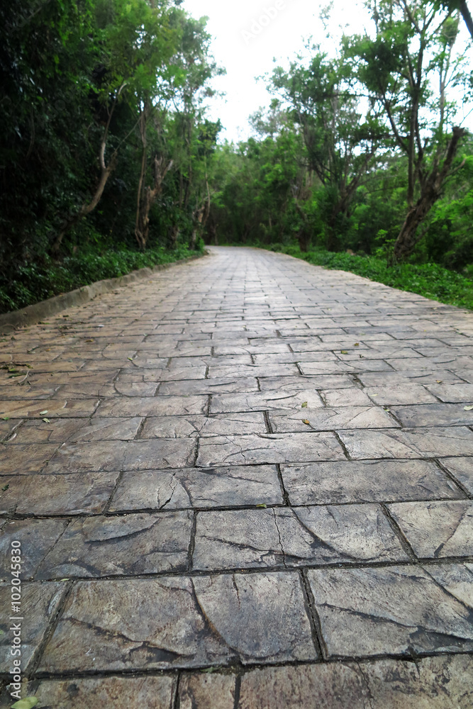 Promenade route of pavement rectangular paving tile in the evergreen tropical forest