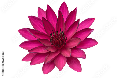 Lotus flower isolated on white background. 