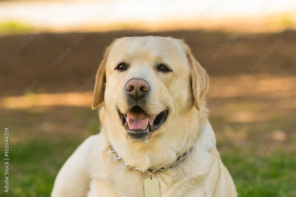 Labrador dog portrait.
