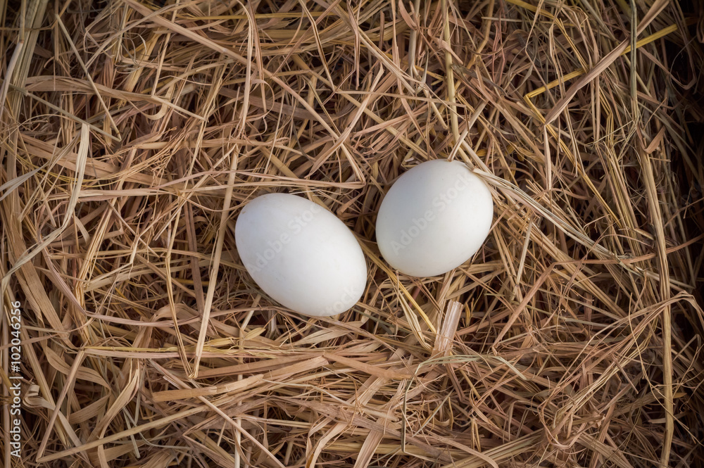 white eggs in a nest
