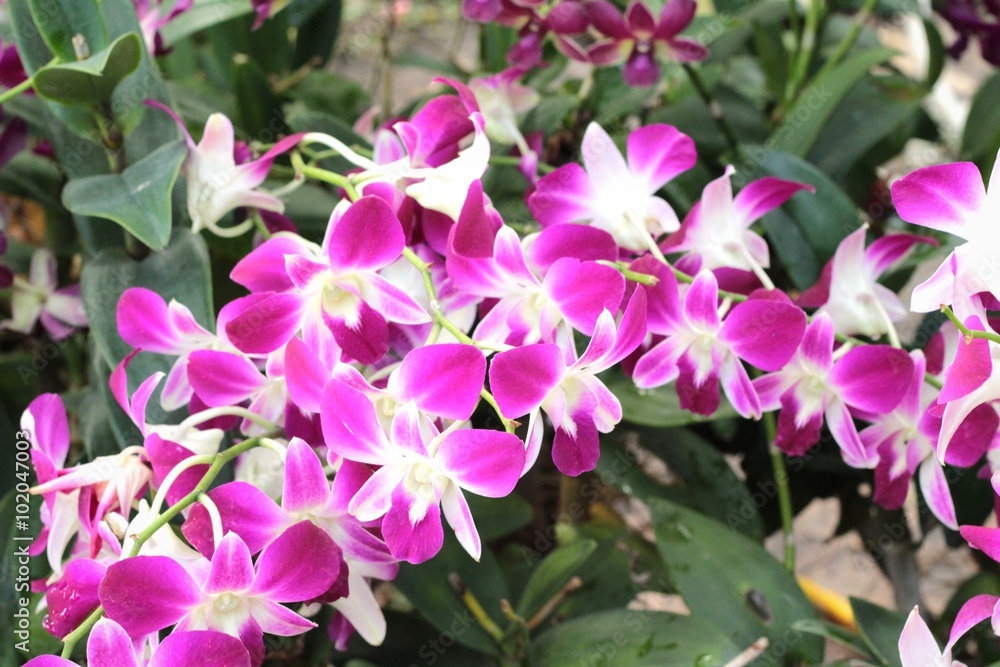 Fototapeta premium orchid flowers with the nature.