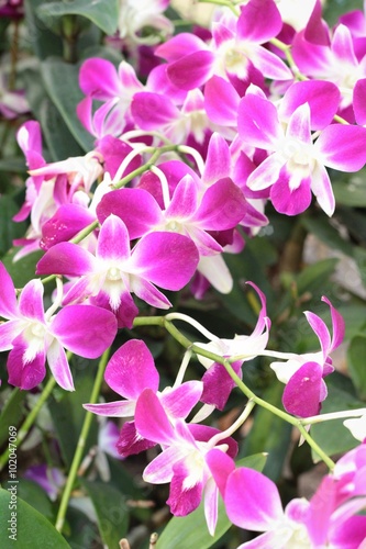orchid flowers with the nature.