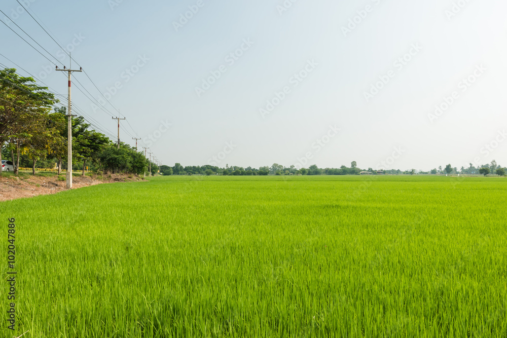 Green landscape with the paddy field in Thailand