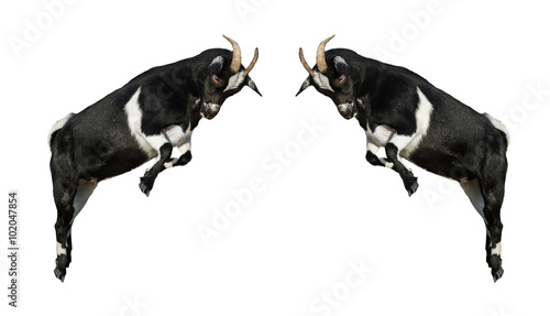 Two little dwarf goats fighting isolated on white