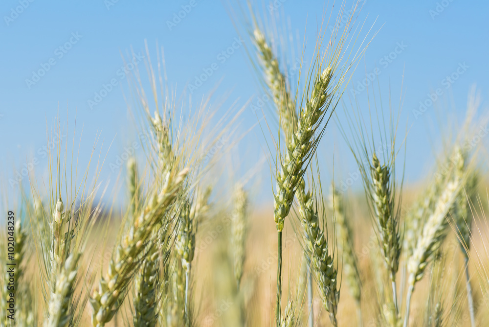 wheat field in the northern of Thailand wheat field in the northern of Thailand