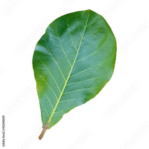 green leaf isolated on white background.