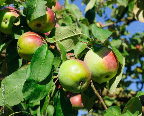 Red apples on the branch of an apple-tree