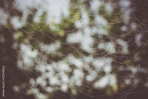 Spider Web Macro Filtered