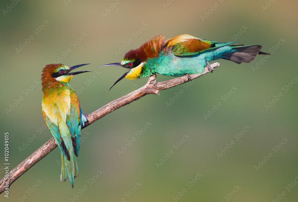 Angry Bee-eaters - obrazy, fototapety, plakaty 