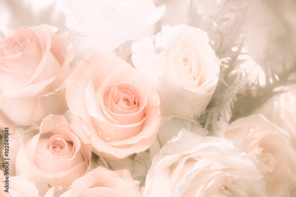 Soft roses Soft roses
