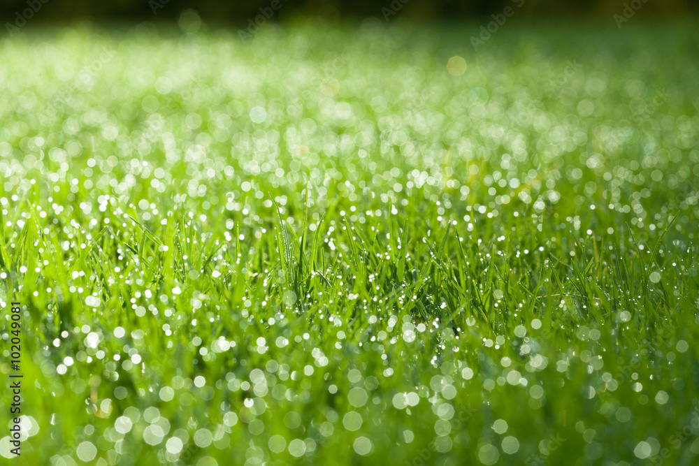 Closeup of green wet grass Closeup of green wet grass