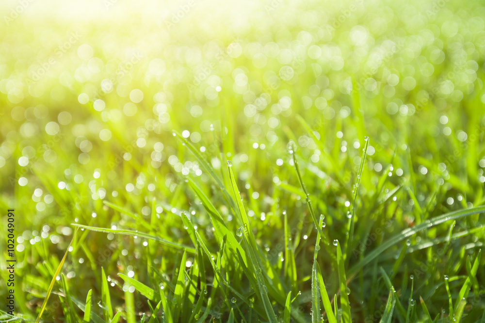 Obraz premium Extreme closeup of green wet grass