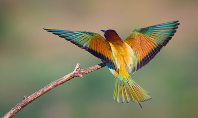 Wandcirkels Vogel Landende bijeneter met gespreide vleugels  © Golubev Dmitrii