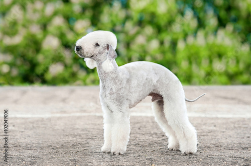 Foto Bedlington terrier dog