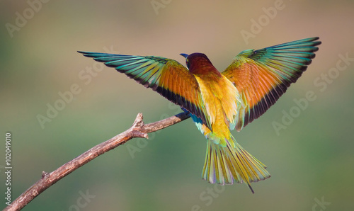 Landing bee-eater © Golubev Dmitrii